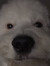 Teddy Main