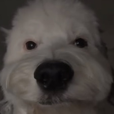 Teddy Main