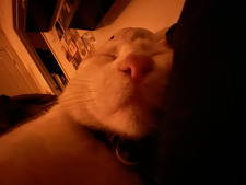 Rocket Lazich