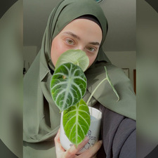 Asmaa Redwan