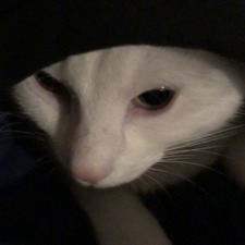 Kapuzenmann ヾ(`ヘ´)ﾉﾞ