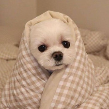 Seashell