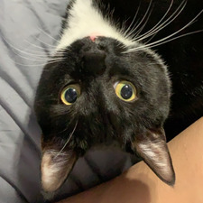 Tasha