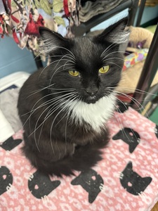 Amanda Gordon-Sandberg