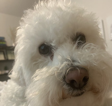 Shirley