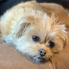 Nik Ruff