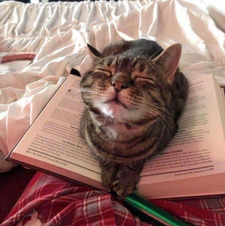 lena ౨ৎ ⋆ ｡˚