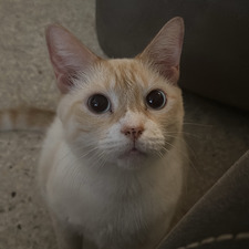 kegan