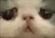 Allyson McCarver-Freeman