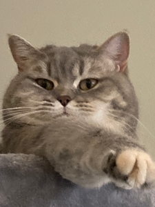 FatCat