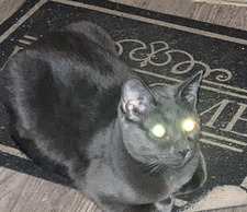 bel