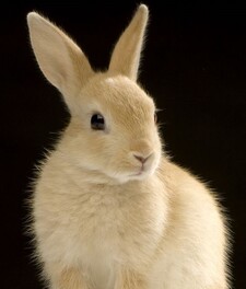 rosa ૮꒰ ˶• ༝ •˶꒱ა 