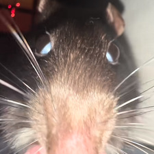 Ratty