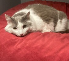 Sophie