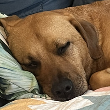 Bailey