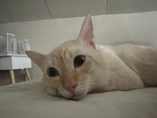 kimi mimi