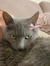 Evelina...