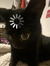 Anike H...