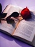 red_rose_purple_prose 
