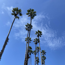 A.