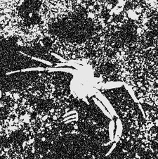 Daisy Chitty Williams