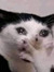 KoolCat...