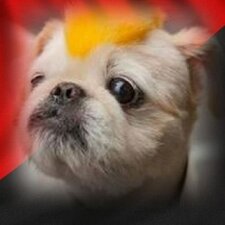 Рзяяорцикч