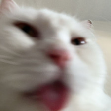 Sukhleen ˚✧₊⁎⁺˳✧༚