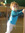 Merel