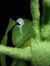 Amelia