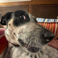 Gus