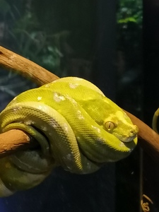 Samael