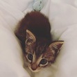 pia