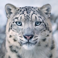 Snow Leopard