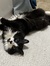 Moggie