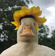 maddy ౨ৎ ⋆｡˚