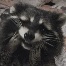 DERWaschbär Bat