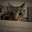 Cate