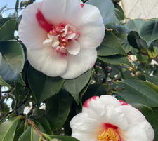 Özlem Ece Karamazı