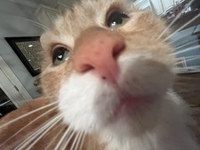 Katjar 