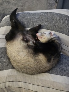 Julia Widdowson-Staples