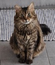Mamifi