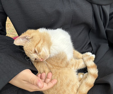 نورة البليهد