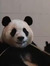 Emotional Damage Panda