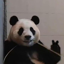 Emotional Damage Panda 