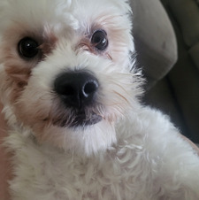 abby
