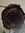 Rose LaBoy