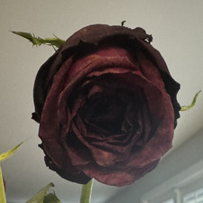 Rose LaBoy