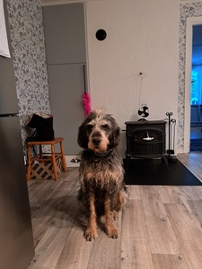 Merlin