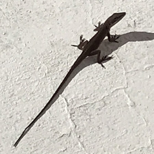 The Reptile Bibliophile